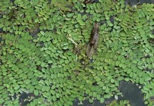 槐葉萍目 槐葉萍目