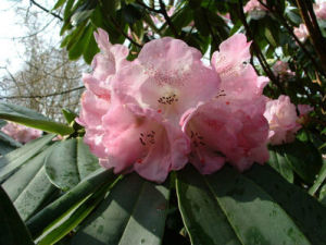 四川杜鵑 四川杜鵑