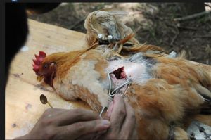 變性母雞 變性母雞