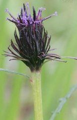 小舌風毛菊 小舌風毛菊