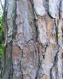 松樹皮[松科松屬植物的樹幹內皮]