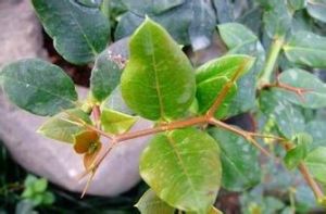 假虎刺屬 假虎刺屬