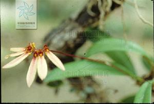 黃花捲瓣蘭 黃花捲瓣蘭