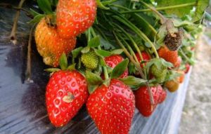 北京茂發盛生態採摘園 北京茂發盛生態採摘園