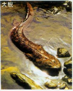 湖南張家界大鯢國家級自然保護區