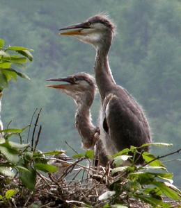 鄭順安攝影作品《等媽媽》
