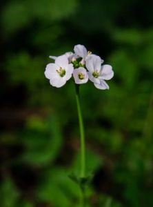 矮小碎米薺組 矮小碎米薺組