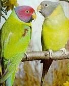 紫紅頭鸚鵡 紫紅頭鸚鵡