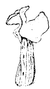 紅盾盤菌 紅盾盤菌