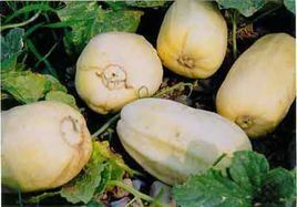 彌河銀瓜 彌河銀瓜