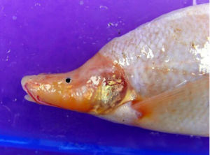 廣西巴馬怪魚 廣西巴馬怪魚