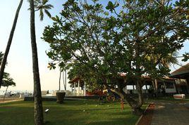 棋盤腳樹 棋盤腳樹