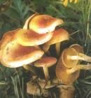 泡狀火菇 泡狀火菇