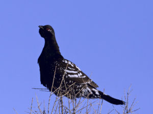 黑嘴松雞貝加爾湖亞種 黑嘴松雞貝加爾湖亞種