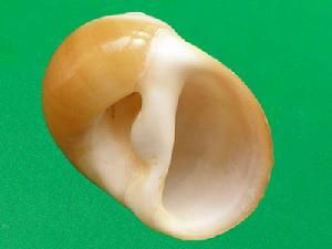 擬紫口玉螺 擬紫口玉螺