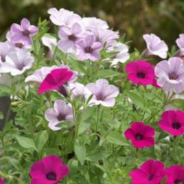 多年生花卉 多年生花卉