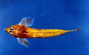 糙首美尾 糙首美尾