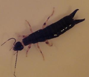 社喬球螋 社喬球螋