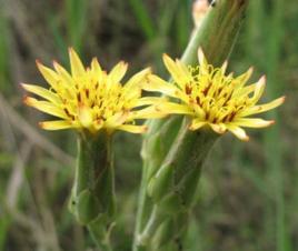 劍葉鴉蔥 劍葉鴉蔥