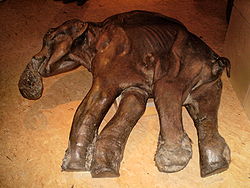 幼生的真猛瑪象，名為帝瑪。