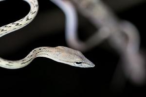 綠瘦蛇白色變體