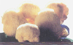 敦煌羅布麻綜合開發中心供圖--敦煌風乾饃饃