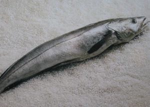 原始奈氏鱈 原始奈氏鱈