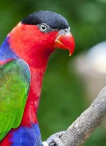 黑頂吸蜜鸚鵡普拉里河亞種 黑頂吸蜜鸚鵡普拉里河亞種