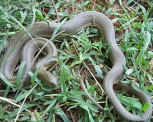 綠滇西蛇 綠滇西蛇