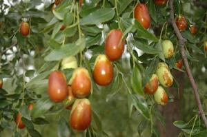 香城長紅棗 香城長紅棗