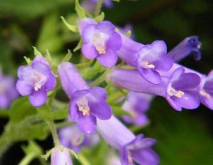 馬鈴苣苔組 馬鈴苣苔組