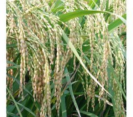 II優明86 II優明86