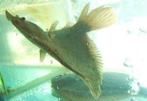 長翅麗體魚 長翅麗體魚