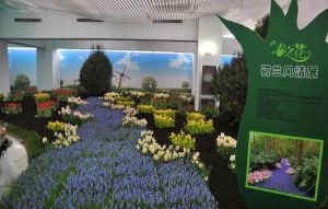 2015年春節“國泰”鬱金香主題花展 2015年春節“國泰”鬱金香主題花展