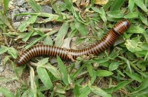 千腳蟲[千腳蟲]