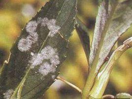 鳳仙花白粉病 鳳仙花白粉病