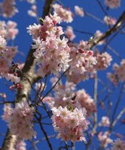 大葉早櫻 大葉早櫻