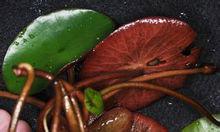 金澤[上海市青浦區金澤鎮]