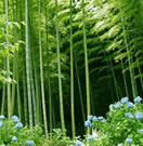 《一大片蔥蔥鬱郁的竹林》