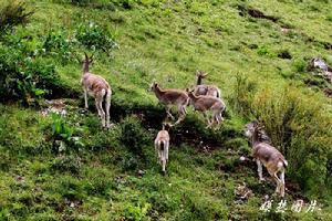 嘎爾寺的野生岩羊