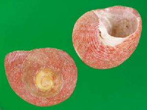 本齊鐘螺 本齊鐘螺