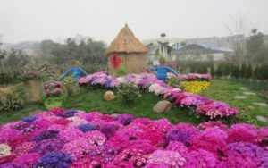 點軍江南名花展 點軍江南名花展