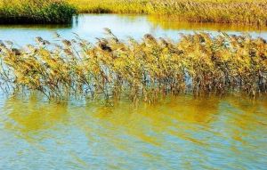 黃河口濕地生態園 