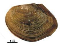 橢圓背角無齒蚌