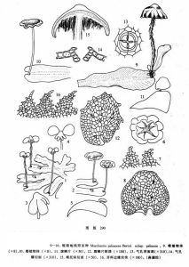 粗裂地錢(原亞種) 粗裂地錢(原亞種)