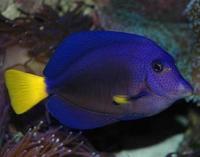 黃尾吊魚 黃尾吊魚