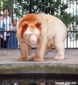 神農架白化熊 神農架白化熊
