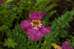紅波羅花 紅波羅花