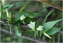 小筋骨藤 小筋骨藤