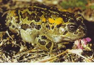 西鄂爾多斯自然保護區